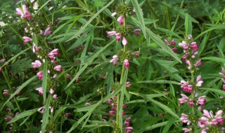 喝益母草作用与功效与作用 益母草有哪些作用和功效