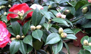 茶花养殖方法要求 插花如何养殖有何要求