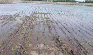 插秧详细步骤 插秧详细步骤介绍