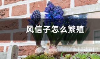 风信子常用的繁殖方法 风信子如何繁殖