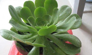 玉龙观音扦插的方法 玉龙观音如何扦插