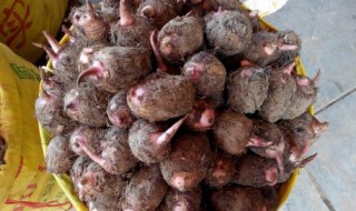 红芽芋头种植方法 红芽芋头种植方法简单介绍