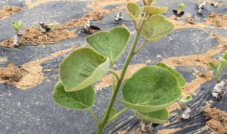 猕猴桃嫁接方法 猕猴桃怎么嫁接