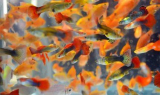 规模养鱼最好方法 鱼怎么养