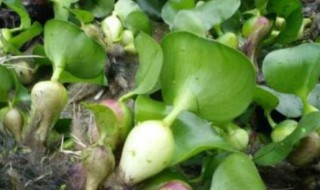 水葫芦做饲料方法 如何制作水葫芦饲料