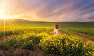 种植油菜籽方法 油菜籽如何种植