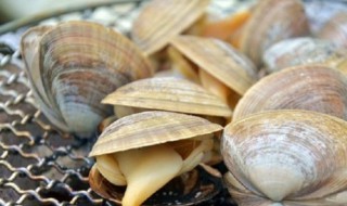 蚬子是什么 蚬子介绍