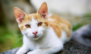 开车压到猫有什么兆头 开车压到猫兆头有什么