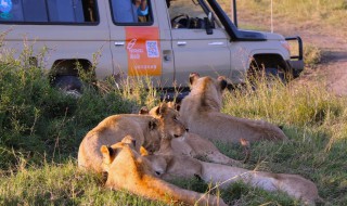 动物和人的关系是什么 动物和人的关系介绍