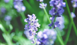 花的主要组成部分是什么 花的主要组成部分介绍