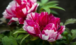 牡丹的象征意义是什么 关于牡丹的象征意义介绍