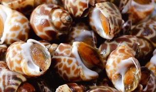 海螺怎样就清洗干净了 海螺的清洗过程