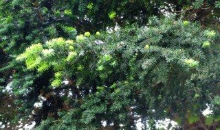 裸子植物多数为高大乔木的原因是什么 裸子植物多数为高大乔木的原因