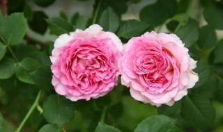 罗衣月季优缺点 罗衣月季有什么好处和坏处