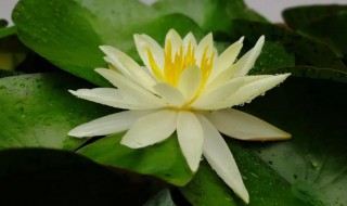 心力是什么意思 心力解释