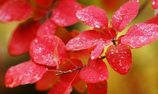 红色的象征意义是什么? 红色代表的心情是什么