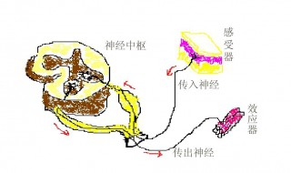 反射弧的五个过程是什么 反射弧的五个过程介绍