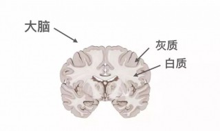 灰质的名词解释 灰质解释