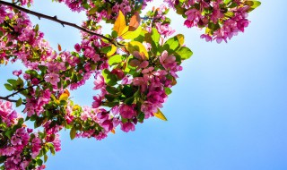 什么是春光无限? 春光无限的解释