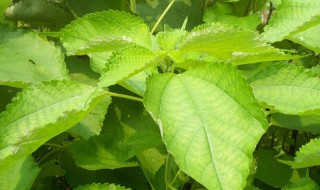 苎麻怎么读 苎麻的读音