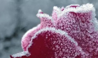 霜形成的两个条件是什么 霜的形成条件有哪两种