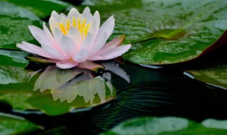 摘下来的睡莲怎么养 怎么养摘下来的睡莲