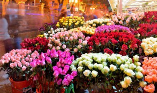 七彩玫瑰怎么养 怎么养七彩玫瑰