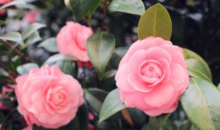 冬季如何防止花冻死 如何防止冬季花会冻死