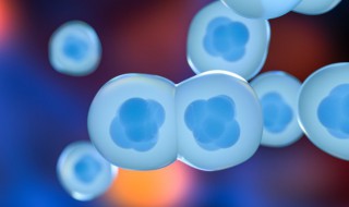 什么是杂交瘤细胞 杂交瘤细胞是什么