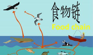 什么是食物链? 食物链的概念