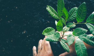 落叶归根的上一句或者下一句是什么 落叶归根前后句子