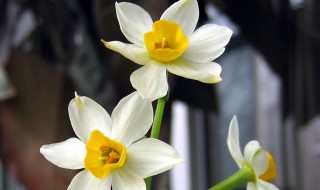 水仙花语 水仙花语有什么