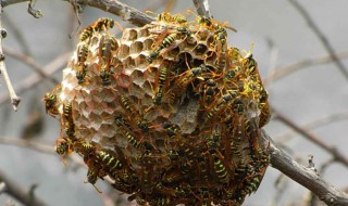 捅马蜂窝是什么意思 捅马蜂窝释义