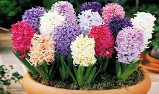 风信子种球怎么保存 如何保存风信子种球