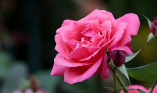 月季花插花瓶怎样放时间长 如何让月季保存时间长