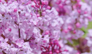 为什么丁香花叫狗牙花 为什么丁香花叫狗牙花相关介绍