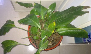 一帆风顺太密了怎么修剪 一帆风顺太密了修剪方法