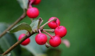 朱砂根盆栽的养殖方法 朱砂根盆栽如何养殖