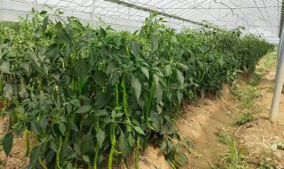 春季种植什么蔬菜 春季要种植什么蔬菜比较好