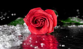 红玫瑰适合送什么人 红玫瑰适合送什么人比较好