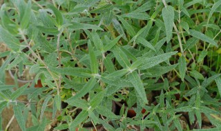 千屈菜的花语和传说 关于千屈菜的花语和传说介绍