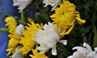 冥花是什么意思 冥花的含义