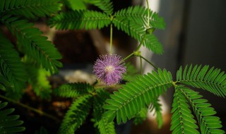 含羞草代表什么意思 含羞草的寓意