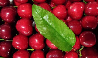 瑞德樱桃新品种介绍 关于瑞德樱桃新品种的介绍