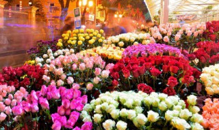 十一朵粉玫瑰加满天星代表什么意思 十一朵粉玫瑰加满天星代表寓意