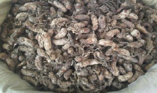 金蝉花怎么种植 金蝉花的种植方法