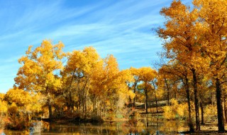 胡杨树的含义和象征意义 胡杨树的含义和象征意义分享