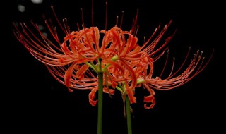 红色彼岸花的花语和寓意 红色彼岸花的花语和寓意是什么