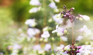 钓钟柳的象征什么意思 钓钟柳的象征是什么