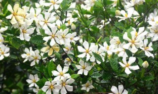 栀子花在北方怎么养 北方的栀子花如何养护